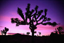 Sea Mountain Resort - Desert Hot Springs CA